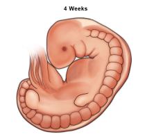 Illustration of a human embryo at 4 weeks.