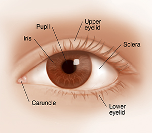 Front view of eye.